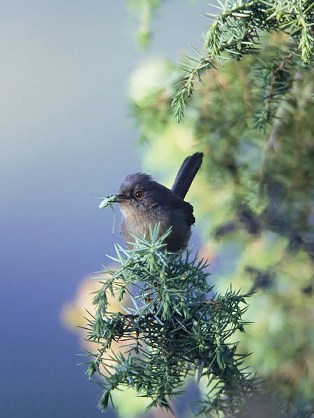 Ruskokerttu, Dartford Warbler, Sylvia undata